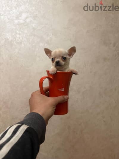 Teacup chihuahua imported parents