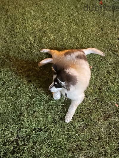 puppy for sale