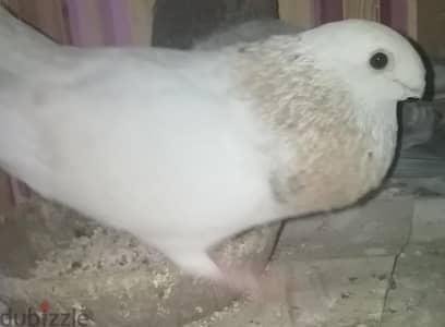 حمام  سكة نش حديد للبيع