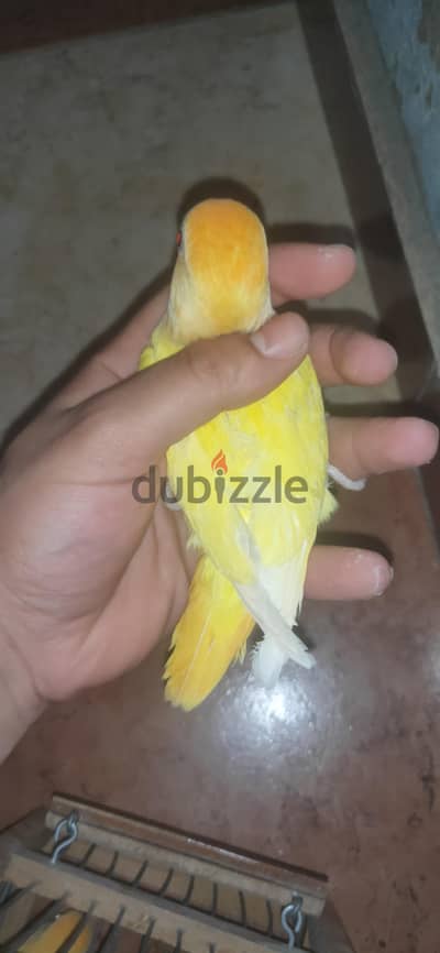 شباب اوبلاين اورانج