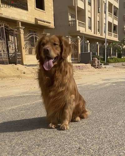 Golden retriever جولدن للجواز فقط
