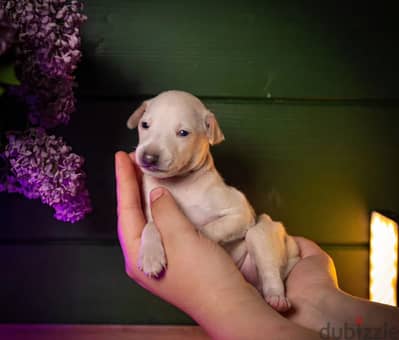 Italian greyhound puppy boy from Russia