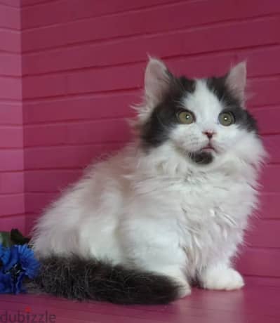 Munchkin kitten boy from Russia