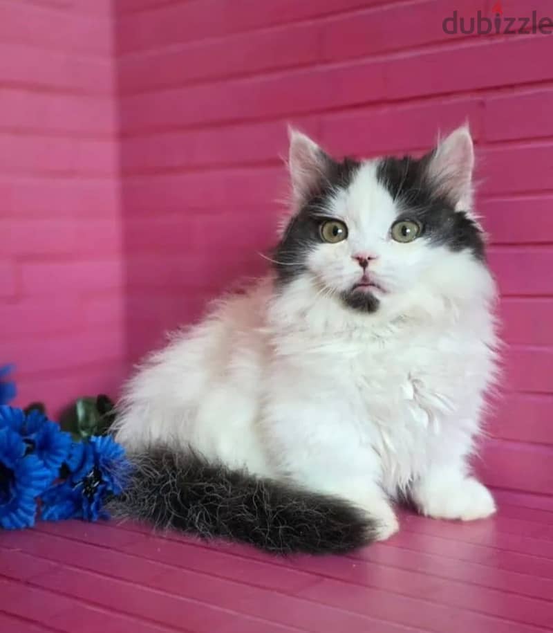 Munchkin kitten boy from Russia 1