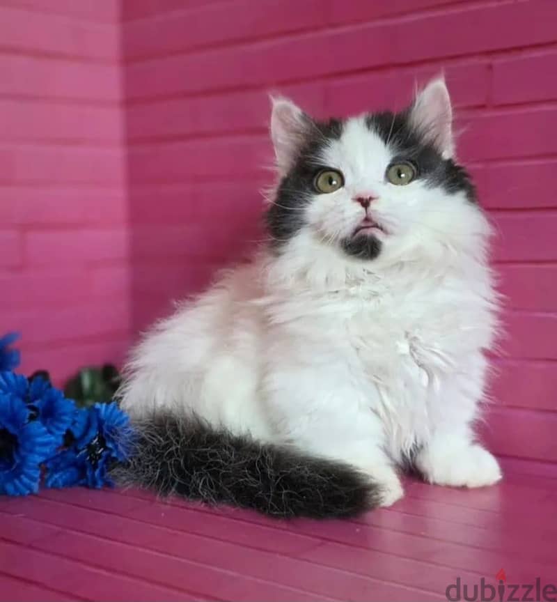 Munchkin kitten boy from Russia 2