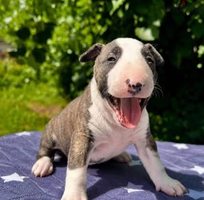 Bull terrier puppy female from Russia