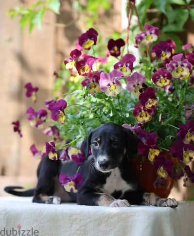 Greyhound puppy female from Russia