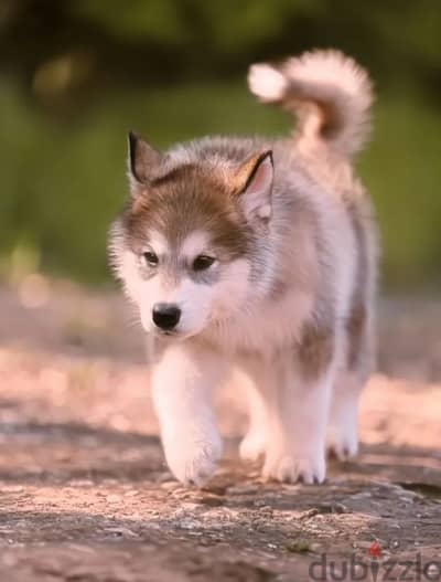 Alaskan malamute puppy female from Russia