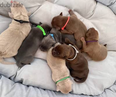 American pit bull terrier puppies from Russia