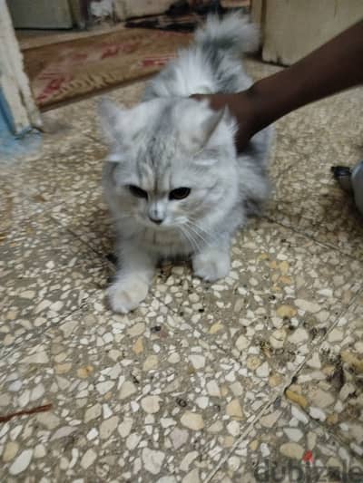 بيع قطه شيرازي