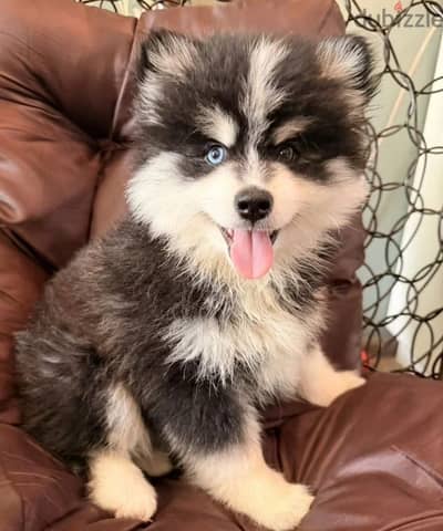 Pomsky puppy boy from Russia