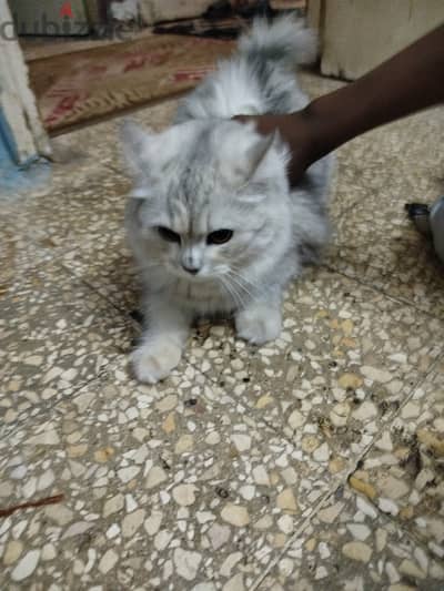 بيع قطه شيرازي رماديه اللون