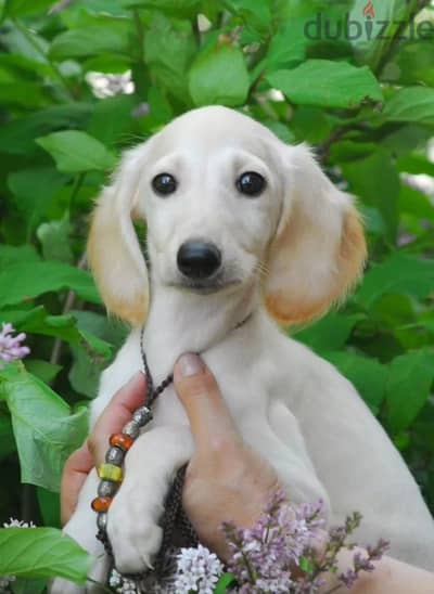Saluki puppy boy from Russia