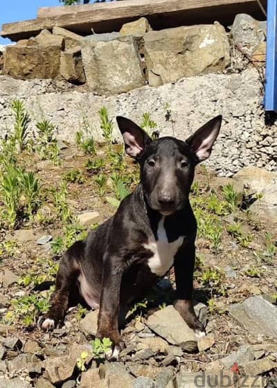 Bull terrier puppy boy from Russia