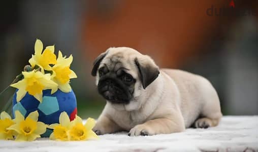 Pug puppy boy from Russia