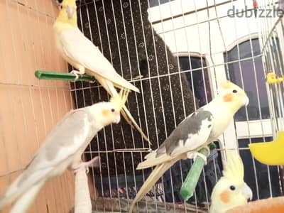 عصافير كوكتيل