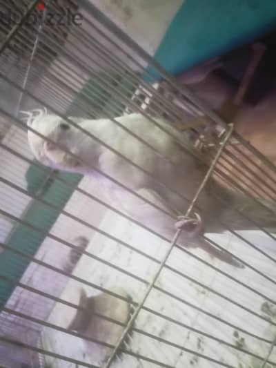 كوكتيل  فرنساوي صحه جيدا جدا