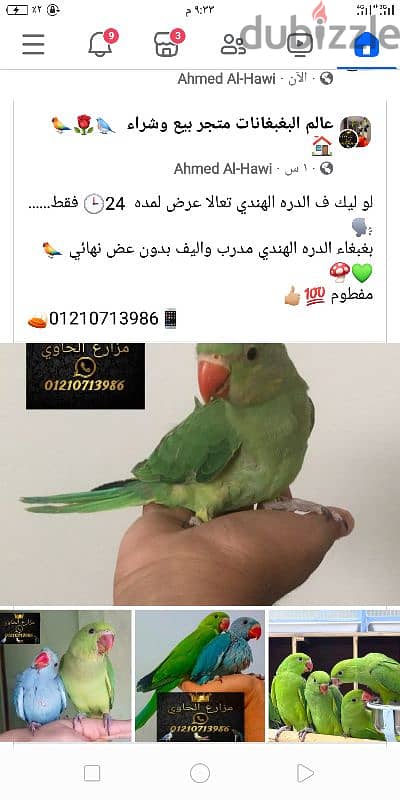 بغبغاء الدره الهندي