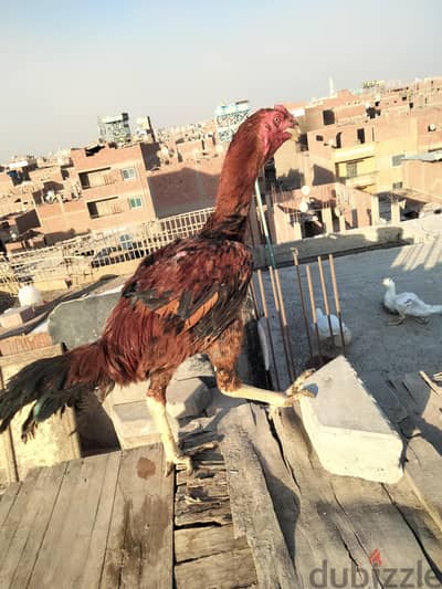 ديك هندي