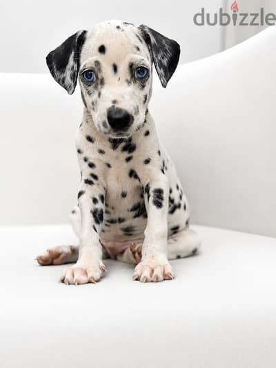Dalmatian pupp دالميشن دلميشن