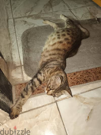 قطه للتبني