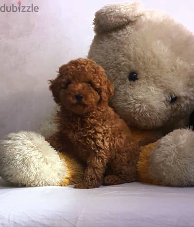 Toypoodle