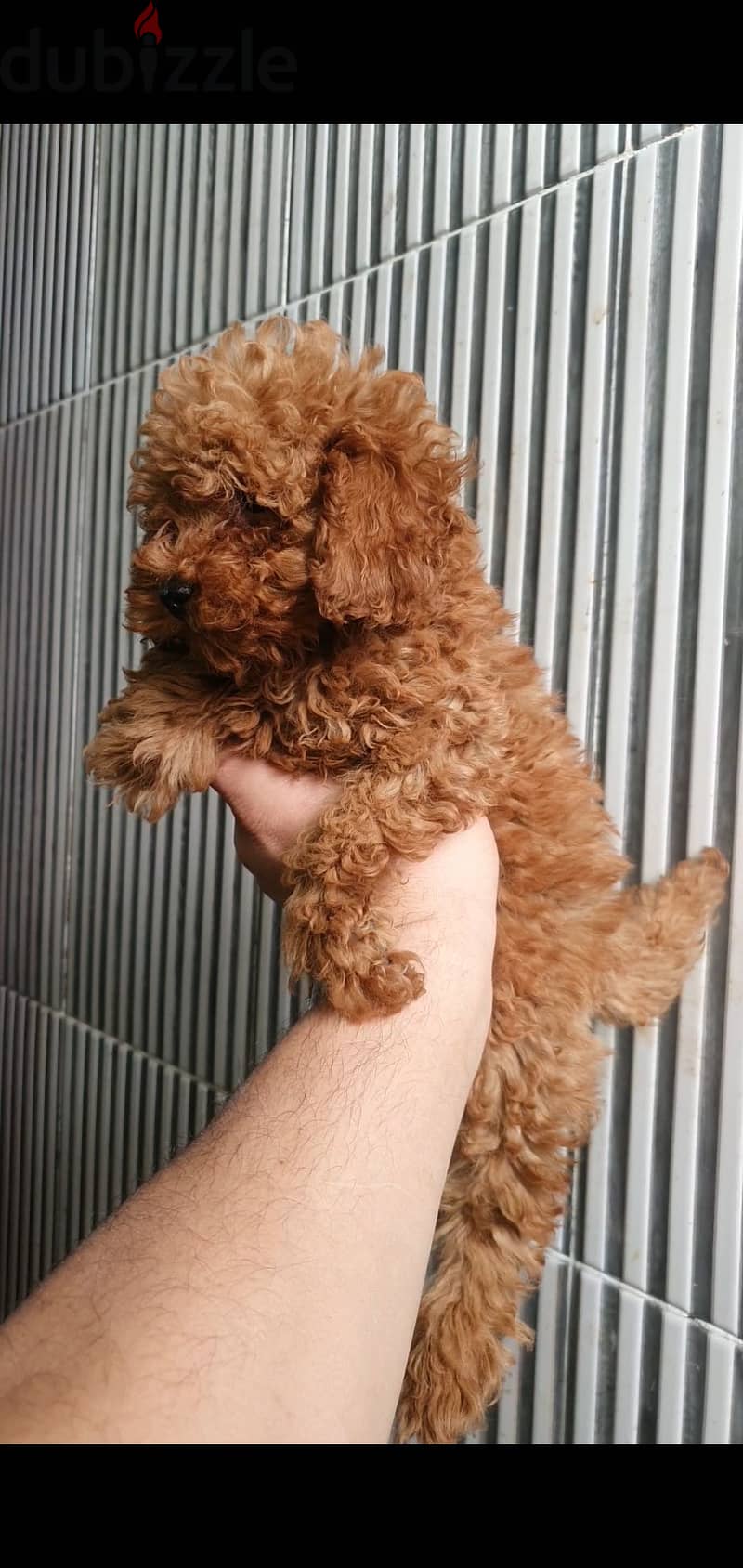 Toypoodle 1