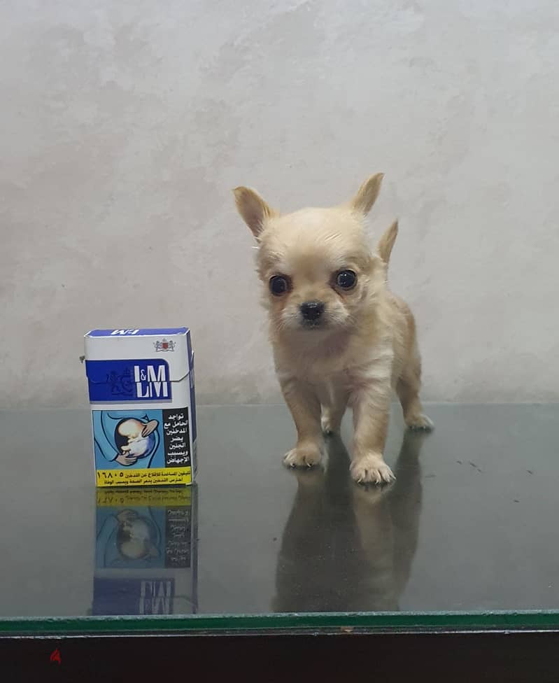 Chihuahua 5