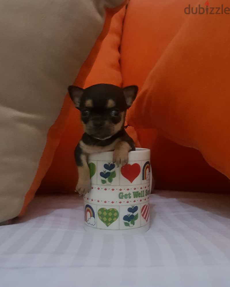 Chihuahua 6