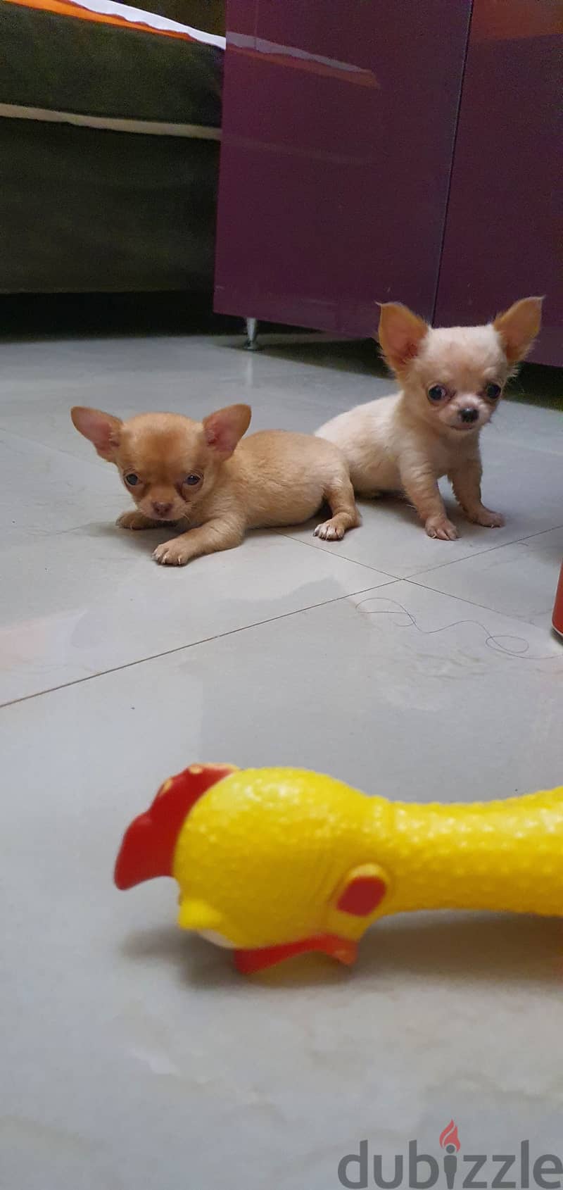 Chihuahua 7