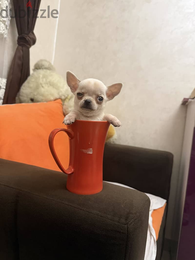 Chihuahua 8