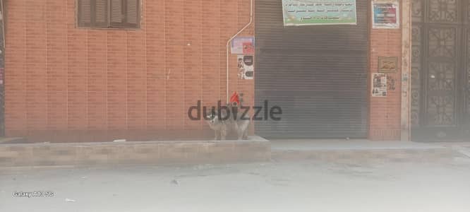 دكر ونتايه هاسكي للبيع