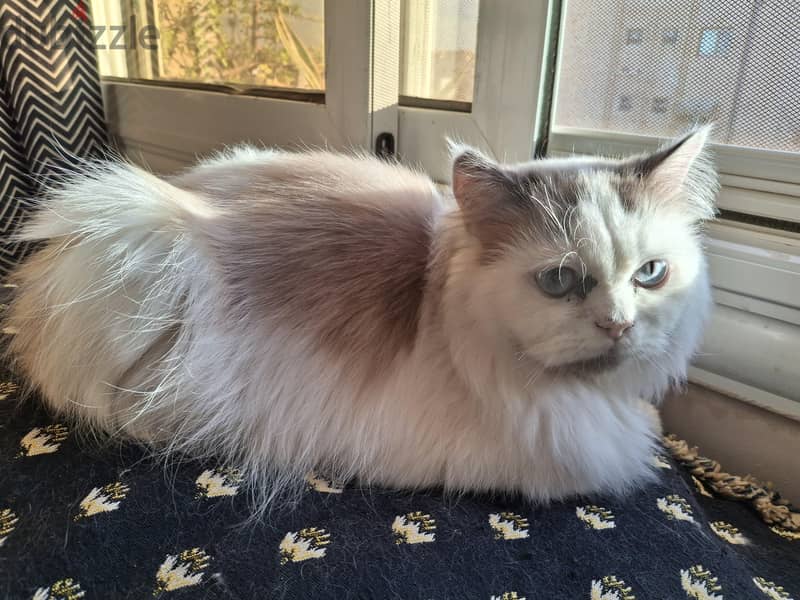 Ragdoll male cat 2