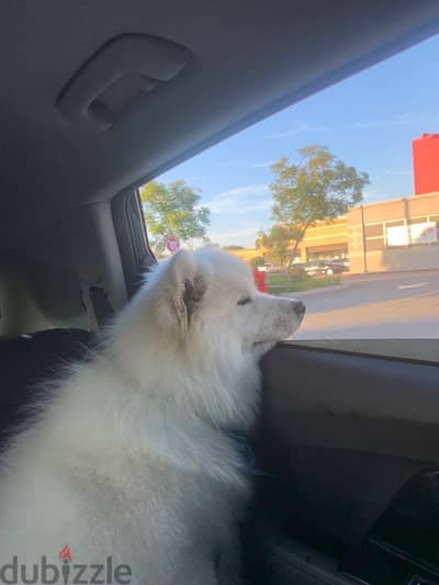 samoyed male