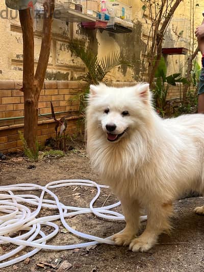 Male and female Samoyed dogs ٢ كلب سامويد