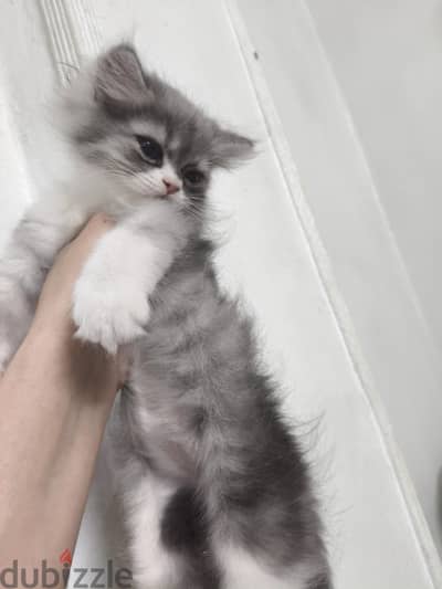 ولد شيرازى بيكى فيس شهرين