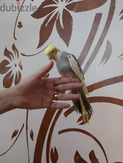 كوكتيل