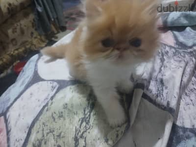 دكر فان اورانج عيون زرقاء احلي هديه
