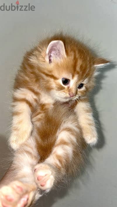 قطط شيرازي صغيرين و في مامتهم للتبني برضو 