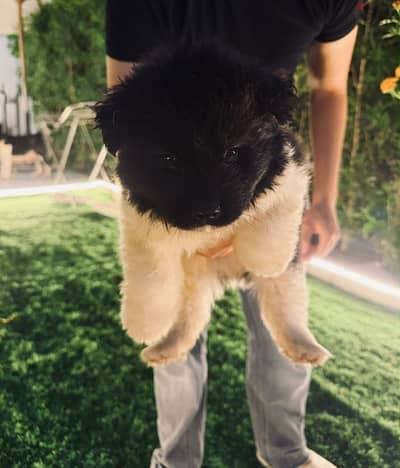 جراوي امريكن اكيتا american akita