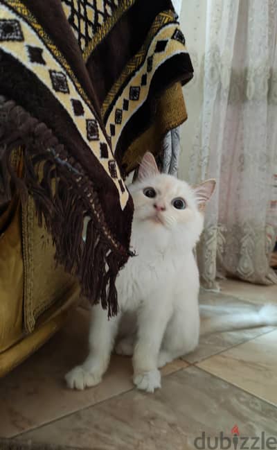 قطه هيمالايا للتبني عمر ٩ شهور