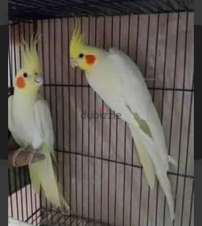 كوكتيل لتيني