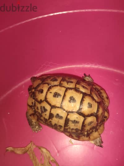 سلحفه
