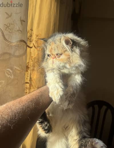 بنت كاليكو باتشيد مستوا توب و الوان روعه 01069909879