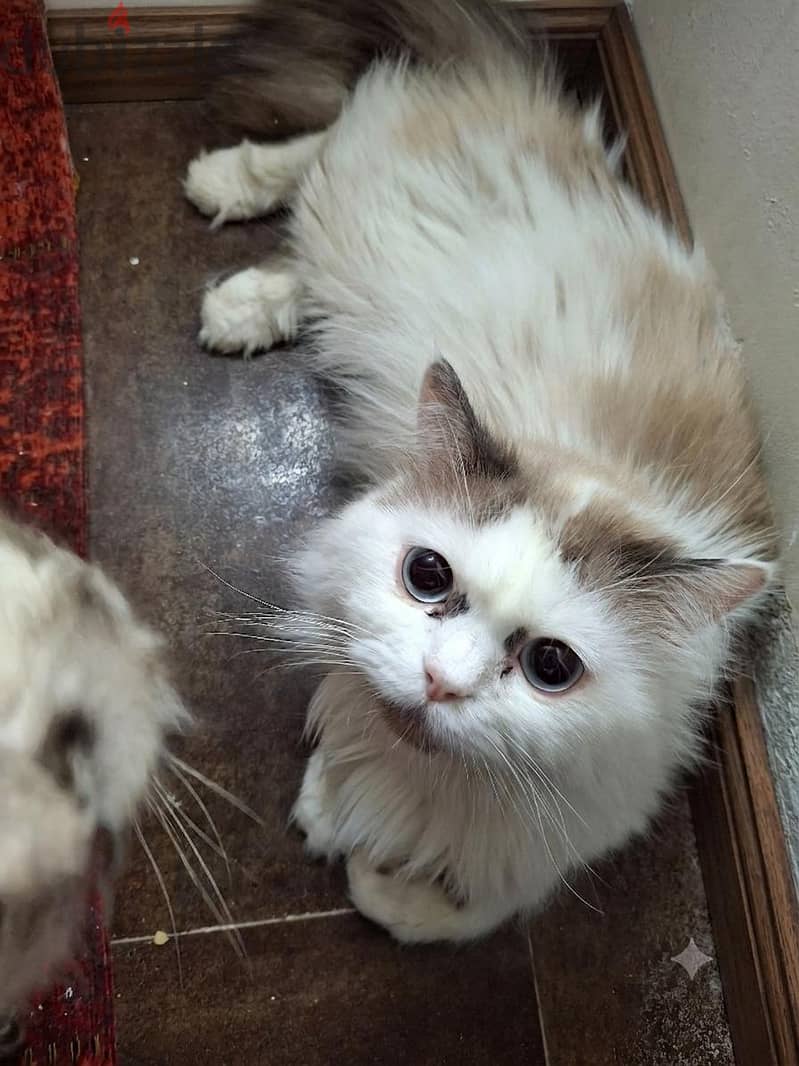 Ragdoll male cat 1