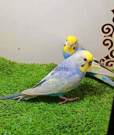 للبيع قص رينبو استاندر