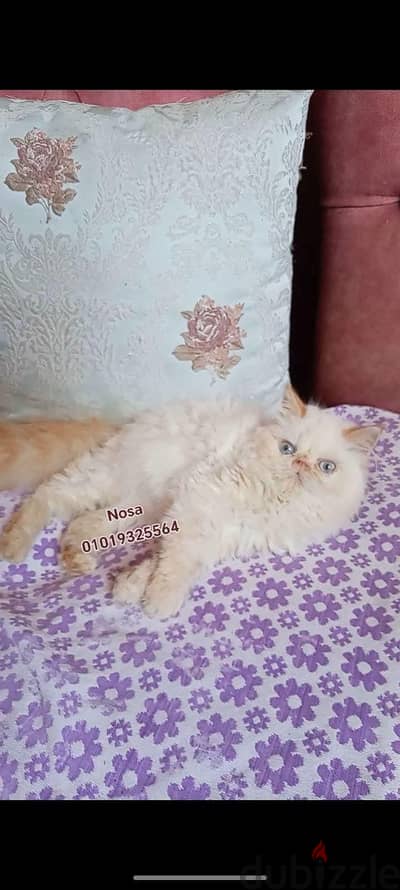 قط هيمالايا اورانج زرار