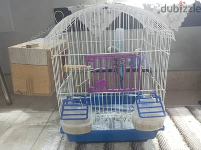 جوز عصفاير بادجي استراليي