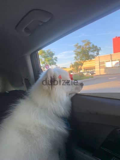 Samoyed male dog
