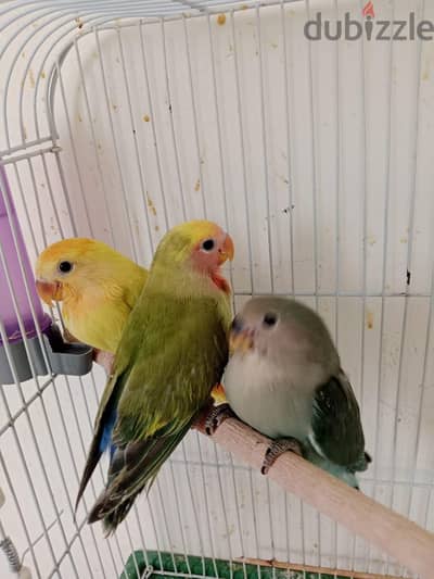 ٣ قطع روز تأكيل يدوي مفطومين عمر شهرين